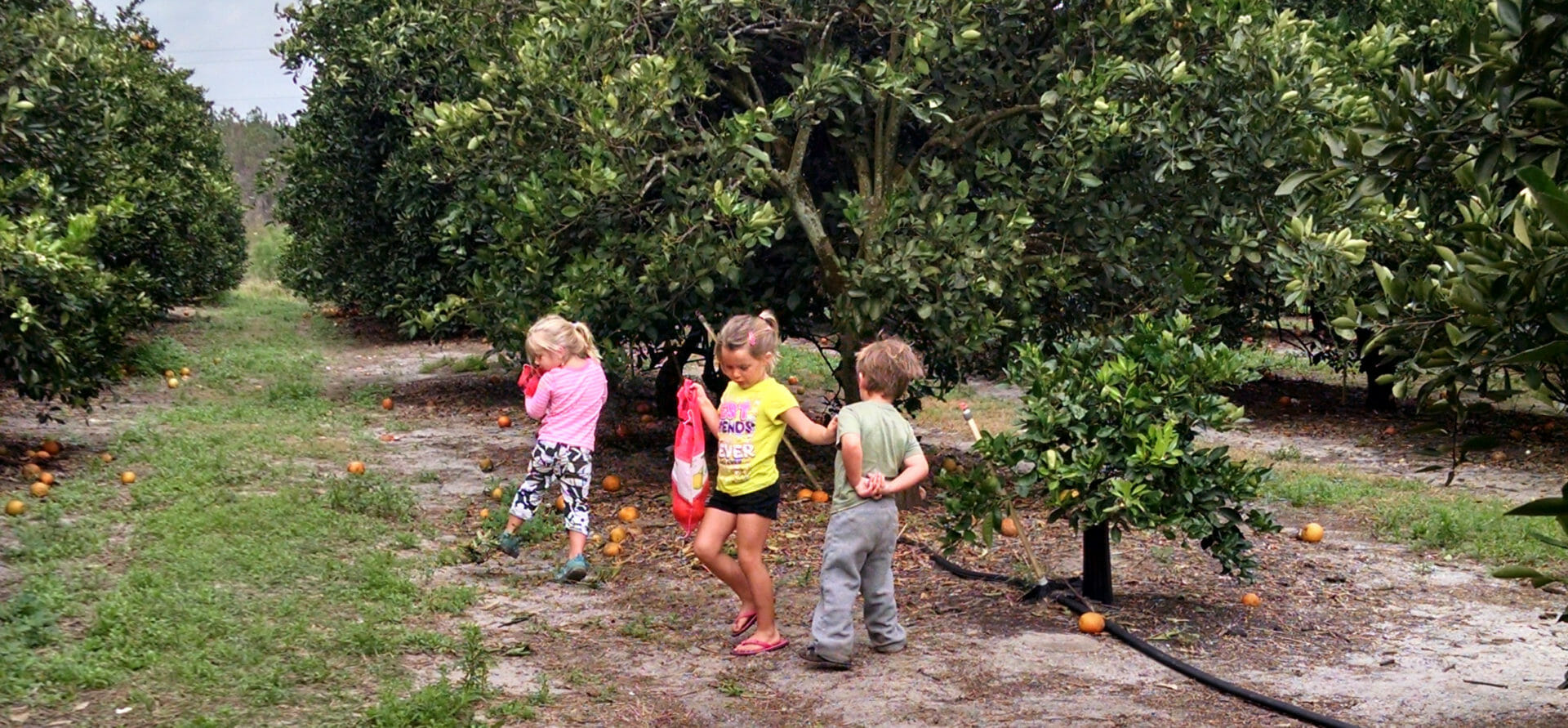 Orange picking at Showcase of Citrus is juicy fun for everyone! Crazy