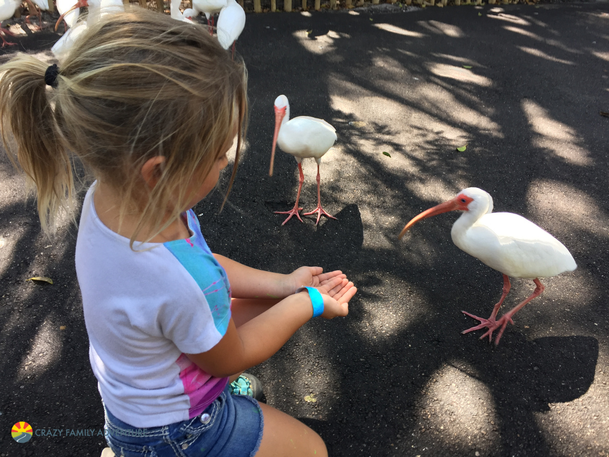 Palm Beach Zoo A Great Family Time! Crazy Family Adventure
